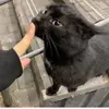 🐱우치나가 애리🐱 - @elsa.winter0 - TikTok