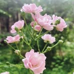 Elsie Wolfe - Facebook