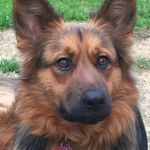 Elsa Wright - @elsa_the_shepherd - Instagram