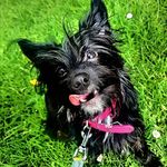 ℰ𝓁𝓈𝒶 𝓉𝒽ℯ 𝒴ℴ𝓇𝓀𝒾ℯ𝓂𝒾𝓍💝 - @elsa.the.yorkiemix - Instagram