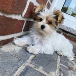 Dr.Olaf Und Elsa - @biewer_yorkie_dr.olaf_und_elsa - Instagram