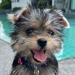 Elsa & Charcoal in Thailand🐶 - @yorkiefamily_elsacharcoal - Instagram