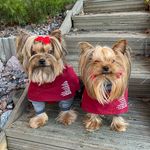 Elsa & Ruby Rose - @elsa_ruby_yorki - Instagram