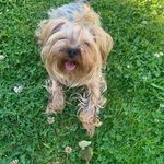 Elsa - @elsa.yorkie - Instagram