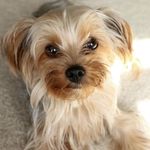 Elsa - @elsa_the_yorkie - Instagram