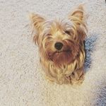 Elsa - @elsa_yorkie_ - Instagram