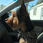 @elsa_jo_the_yorkie - Instagram
