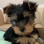 ELSA The Mini Yorkie - @elsatheminiyorkie - Instagram