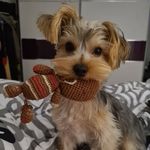 Elsa the Yorkie - @queenelsatheyorkie - Instagram