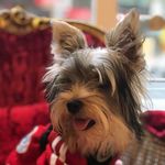elsa yorkshire - @elsayorkshire - Instagram