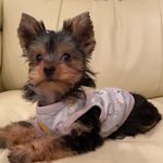 𝐸𝐿𝑆𝐴（エルサ） - @elsa_yorkshire_terrier - Instagram