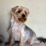 Эльза🐕 - @elsa_yorkt - Instagram