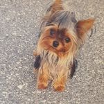 Elsaminiyorkie ❤ - @elsaminiyorkie - Instagram