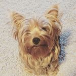 Little Yorkie Elsa - @elsa_the_yorkie1323 - Instagram