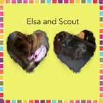 Scout And Elsa🐶 - @yorkies_scout_elsa - Instagram