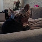 Vicovan Cătălina - @i_am_elsa_the_yorkie - Instagram