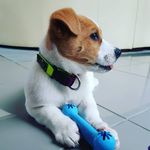 Elsie - @elsie_animals_1234 - Instagram