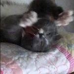 E.T. - @elsie_t_animals - Instagram