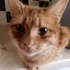 Elsie Barnes749 - @elsiebarnes1 - TikTok