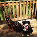 Midnight,Tigger, Elsie,& Bauer - @16pawsak - Instagram