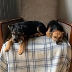Baxter & Elsie - @baxterandelsie - Instagram