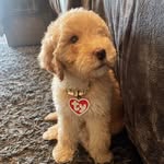 Elsie Bear 🐶 - @elsie_bear_doodle - Instagram