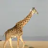 bentonelsie742 - @bentonelsie742 - TikTok