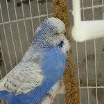 Birds!! - @elsie_the_bird - Instagram