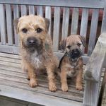 Bobby and Elsie - @bobandelsie_borders - Instagram