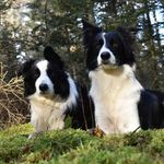 @borders_elsie_and_patsy - Instagram