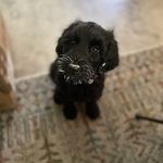 Elsie - @elsie_the_mighty_cobberdog - Instagram