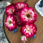 Elsie Dickenson - @elsiedickenson - Instagram