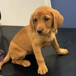 Elsie The Fox Red - @elsie_foxredlab - Instagram