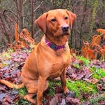 Elsie the Fox Red Labrador 🧡🦊🐾 - @elsie_thefoxredlab - Instagram