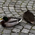 Elsie Gray - @e_rose.gray78 - Instagram