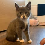 Elsie - @elsie_the_grey_cat - Instagram