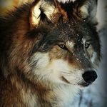 Elsie Koch - @elsiemaekoch - Instagram