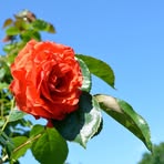 Ellie Larson - Facebook