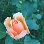 Elsie Lear - Facebook