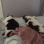 🐱 Elsie & Luna 🐱 - @elsie_and_luna - Instagram