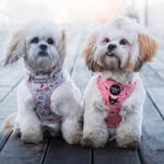 Elsie and Mabel Jane - @elsieandmabel_ - Instagram