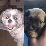 Elsie & Mack - @themaltipooduo - Instagram