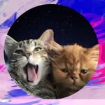 Élise & Marcus the cats - @the_kitten_elise - Instagram