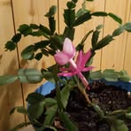 Elsie Moss - Facebook