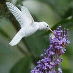 Elise Reeves - @hummingbird_2002 - Instagram