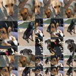 Libby’s Dogs - @riggs_tillie_elsie_theo_lulu - Instagram