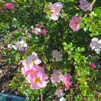 Elsie T Schmidt - Facebook