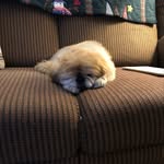 Elsie Sharp Claws - @elsiesharpclaws - Instagram