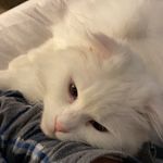 Elsie - @elsie_the_small - Instagram