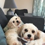 Elsie bears & Stan the Man! - @elsie_and_stanley - Instagram